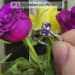 Amethyst radiant solitaire